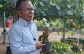 Sacha Inchi, “Emas Hijau” dari Amazon Sukses Dibudidayakan Petani KLU BERITA WUKONG778 MUSIC