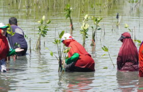 Ribuan Pohon Mangrove Ditanam di Kebun Raya Mangrove Dalam OWOJ Merdeka Festival dan Milad ke-9. BERITA WUKONG778 MUSIC