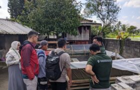 Lemna Minor, Sebuah Solusi bagi Pembudidaya Ikan Nila BERITA WUKONG778 MUSIC