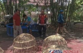 Sabung Ayam di Balik Rumpun Bambu, Polsek Balongbendo Bongkar Arena Judi Seketi BERITA WUKONG778 MUSIC