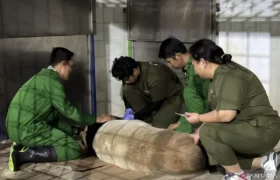 Langkah Bersejarah, Taman Safari Lakukan Inseminasi Panda Pertama di Indonesia BERITA WUKONG778 MUSIC