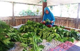 20 Tahun Menanam Asitaba, Raih Omzet Jutaan Rupiah dari Lahan 20 Are BERITA WUKONG778 MUSIC