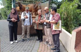 Taman Safari dan Smelting Tingkatkan Kualitas Sapi Bali di Peternakan Jatim Lewat Revitalisasi Genetik BERITA WUKONG778 MUSIC