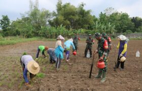 Dandim 0718/Pati Tinjau Penggunaan Mikroba PA 63 WD 05/Pati untuk Dorong Produktivitas Pertanian Padi di Desa Puluhan tengah* BERITA WUKONG778 MUSIC