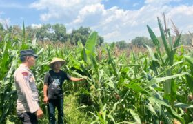 Polsek Sluke Lakukan Sambang dan Pengecekan Lahan Jagung di Desa Jurangjero BERITA WUKONG778 MUSIC