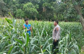 Polsek Pancur Laksanakan Pengecekan Lahan Jagung Dukung Program Ketahanan Pangan BERITA WUKONG778 MUSIC