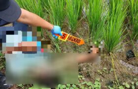 Penemuan M4y*t di Sawah Desa Margorejo, Diduga Tersengat Listrik Jebakan Tikus BERITA WUKONG778 MUSIC