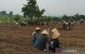 Menguatkan kebun rakyat dan menjaga alam BERITA WUKONG778 MUSIC
