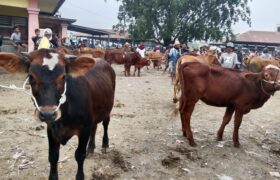 Lotim Siap Pasok Daging MBG Sembilan Provinsi BERITA WUKONG778 MUSIC