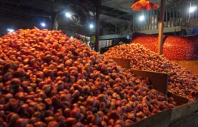 Harga Cabai Rawit Turun Jadi Rp43.396 per Kg, Bawang Merah Rp41.976 per Kg BERITA WUKONG778 MUSIC