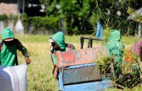 Mentan Target Produksi Beras Surplus 3,7 Ton pada Oktober 2025 BERITA WUKONG778 MUSIC